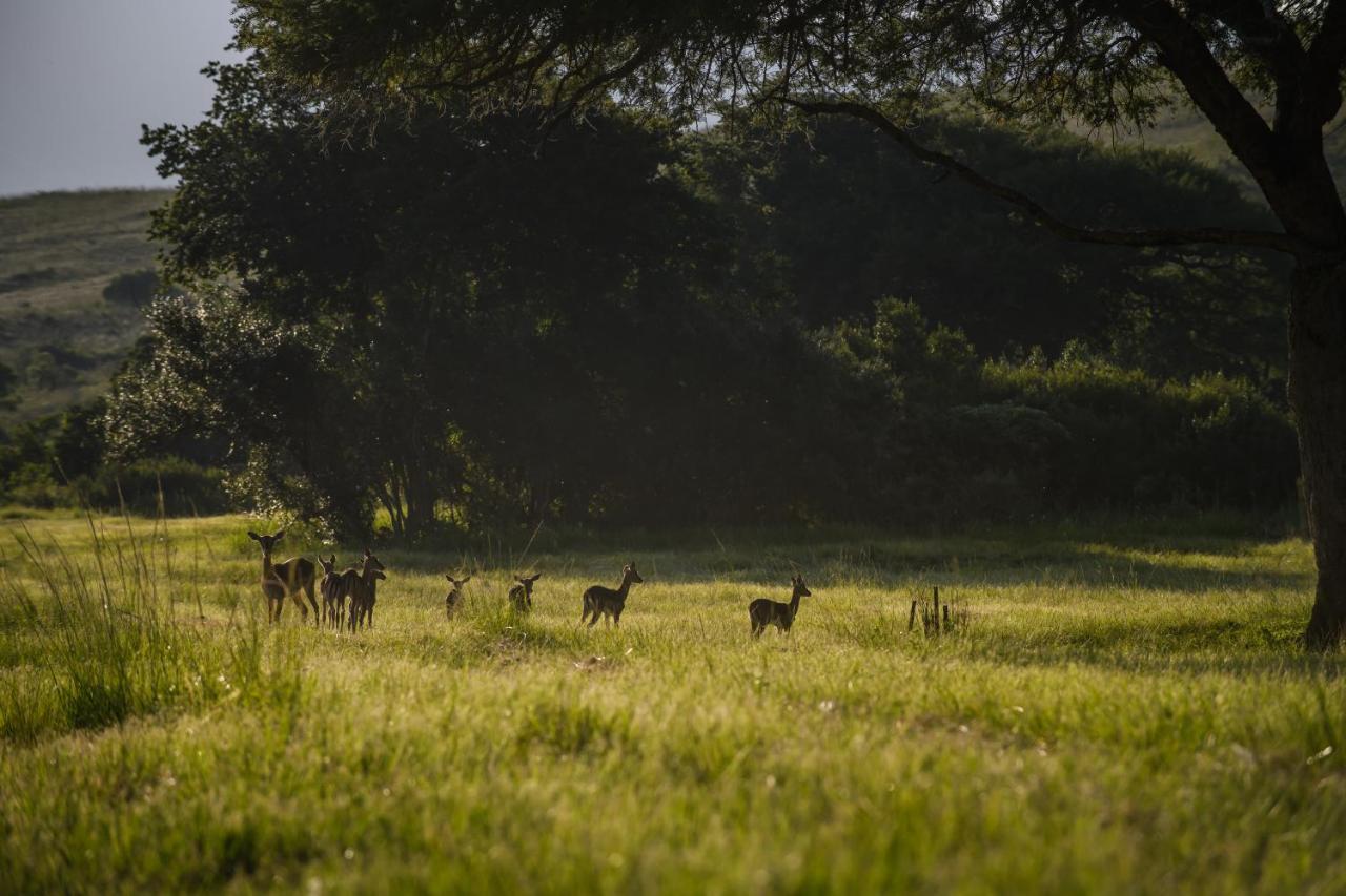 Caracal Lodge Alkmaar Esterno foto